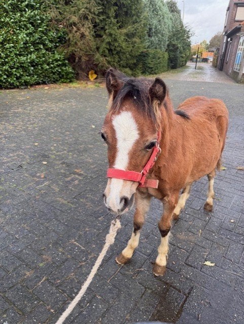3 mooie hengstveulens te koop, 0 tot 2 jaar, Hengst, A pony (tot 1.17m), Gechipt