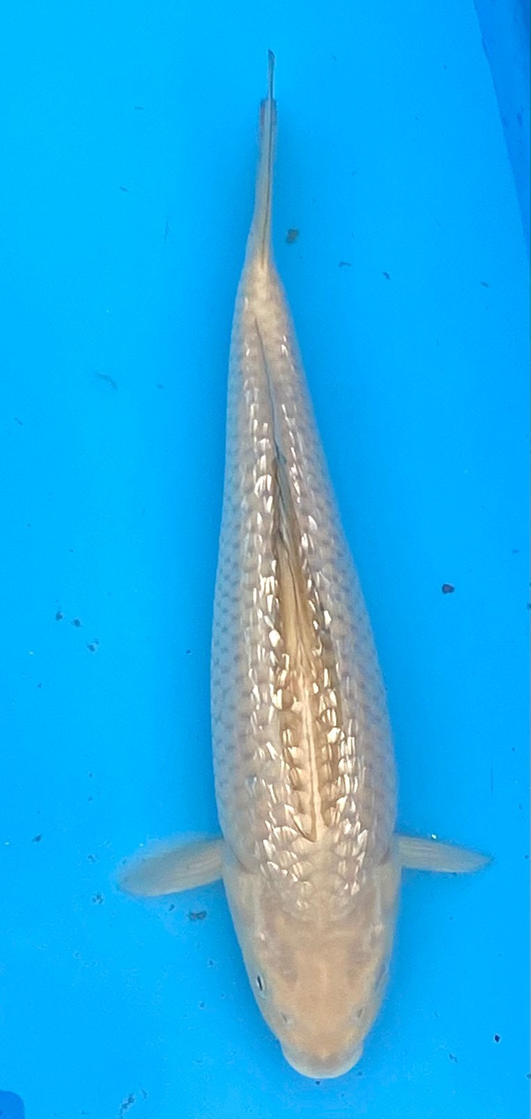 HQ Ginrin Chagoi / Soragoi 30+cm, Dieren en Toebehoren, Karper of Koi