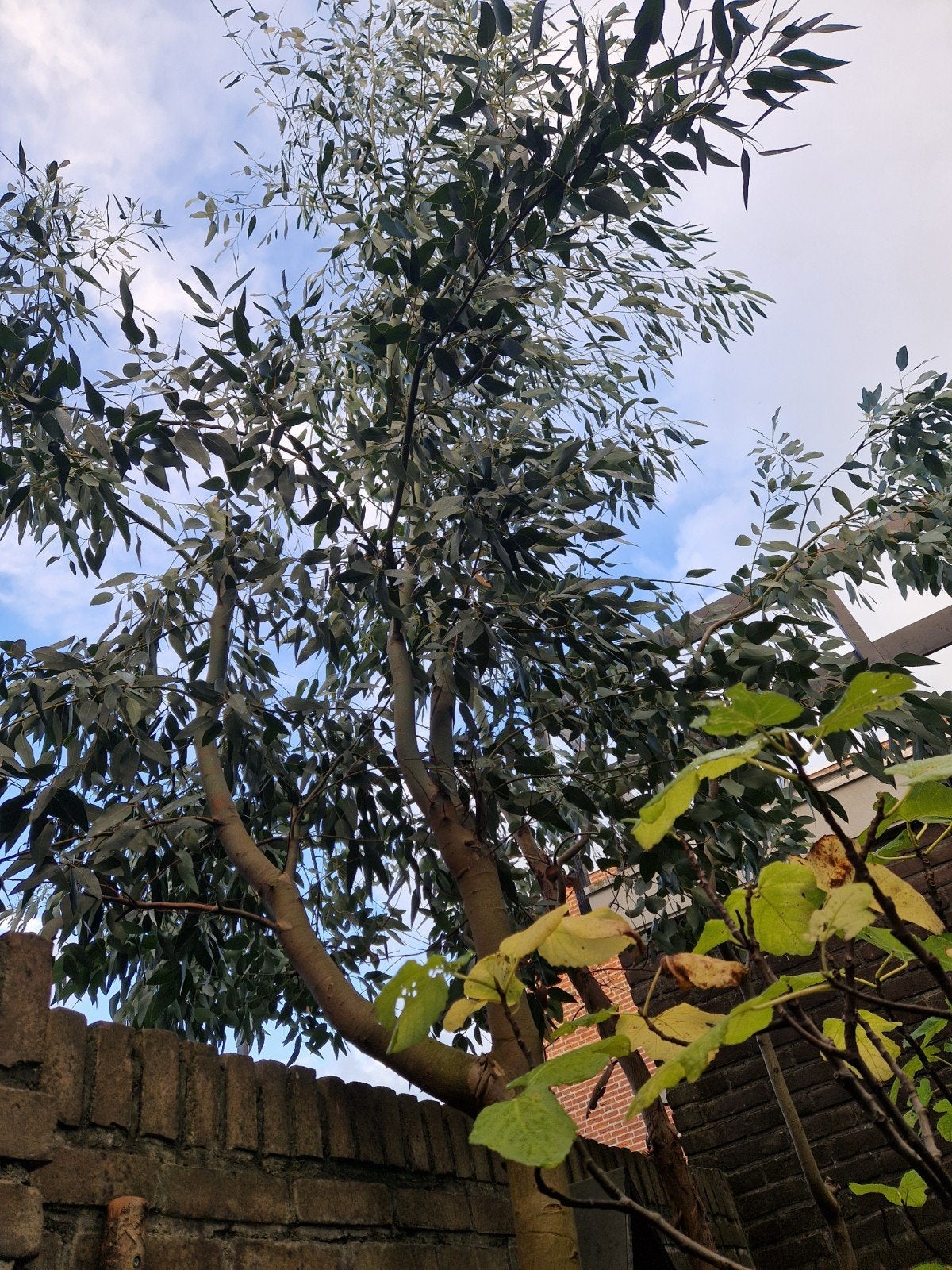 2 eucalyptus bomen, Tuin en Terras, Ophalen, Volle zon, Overige soorten, 400 cm of meer