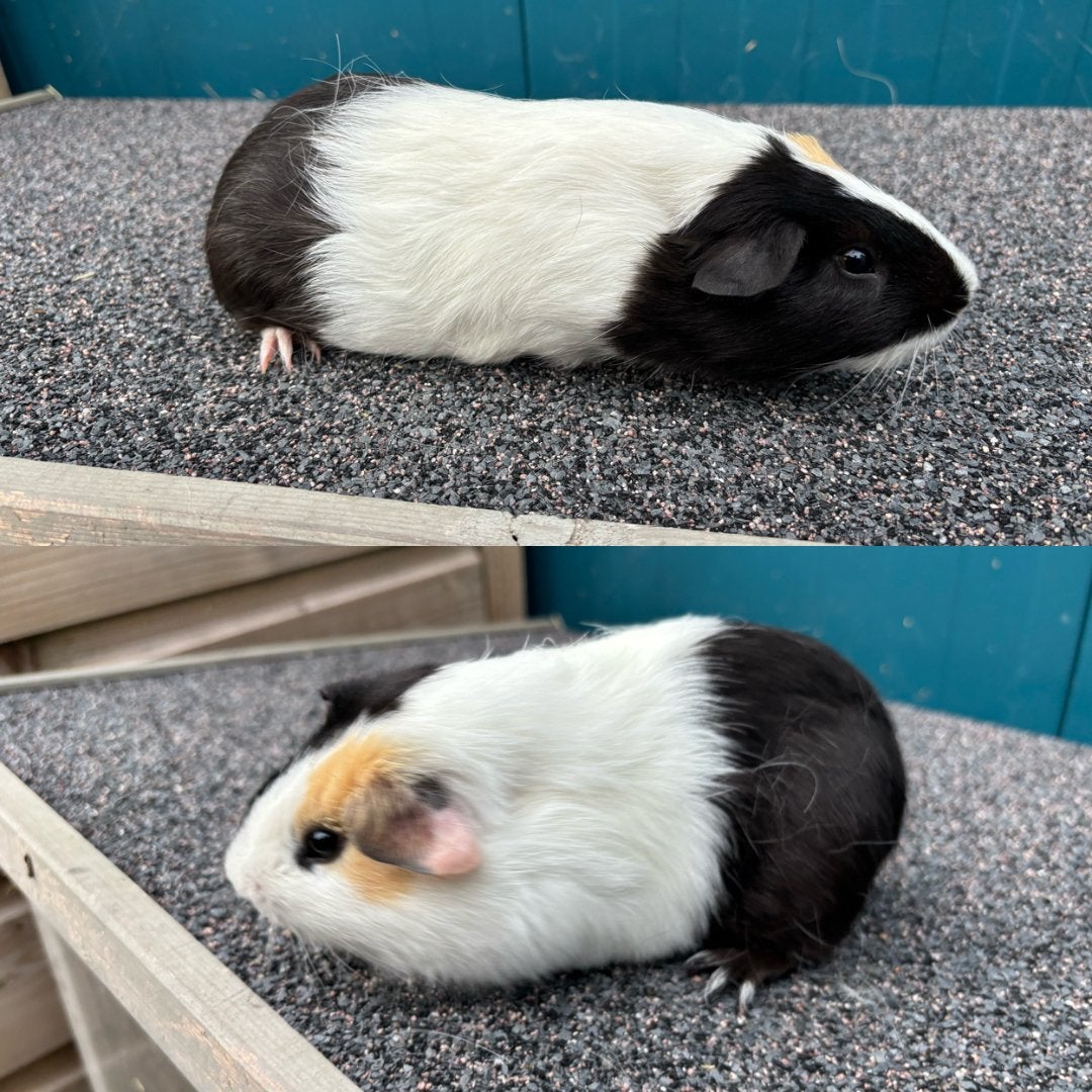 Gladharige cavia beer (25 juni 2026), Dieren en Toebehoren, Cavia, Juni, Mannelijk, Tam