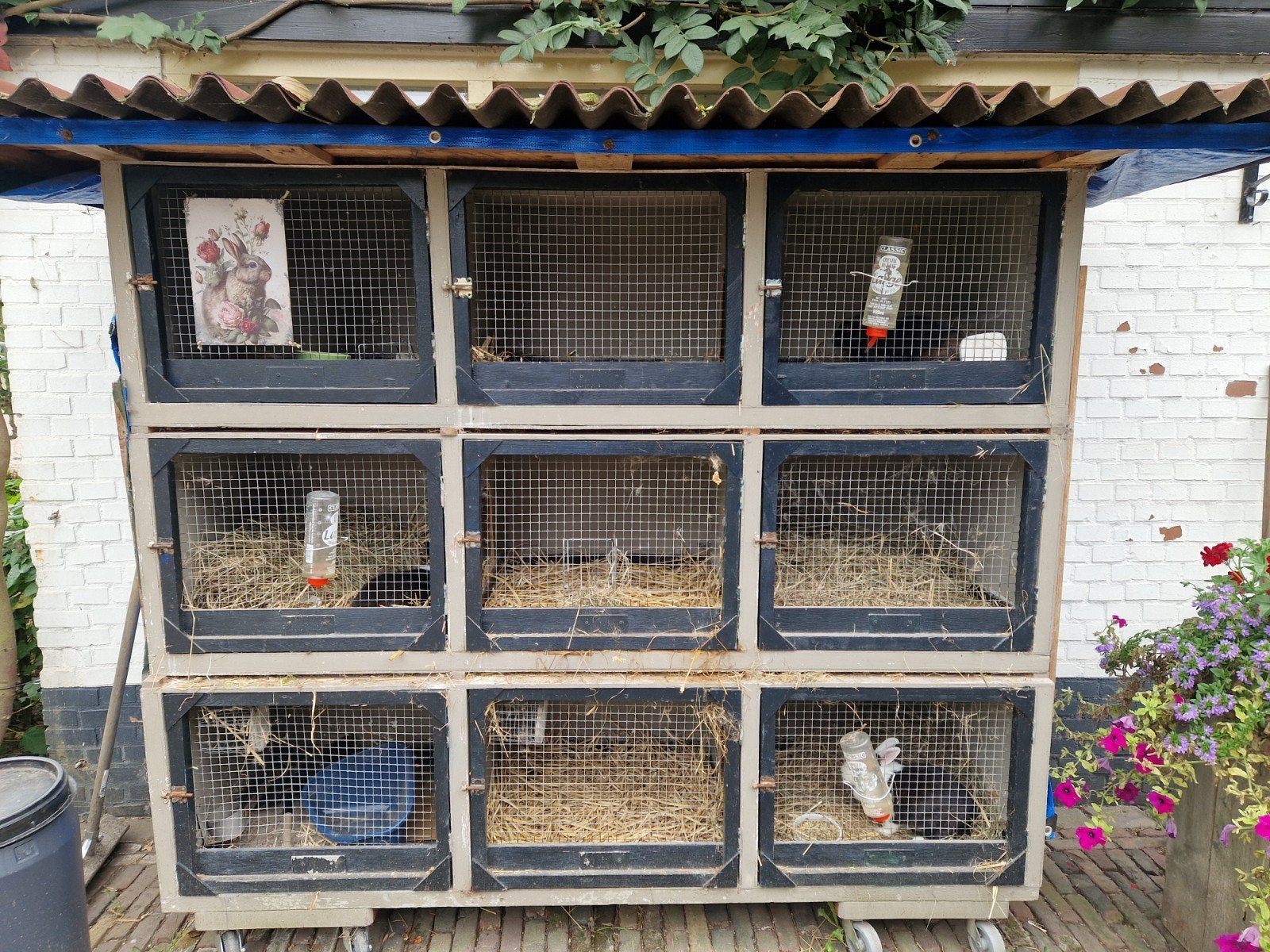 Konijnenhok met 3 konijnen, Dieren en Toebehoren, Knaagdieren en Konijnen | Hokken en Kooien, Ophalen, 110 cm of meer, 90 cm of meer