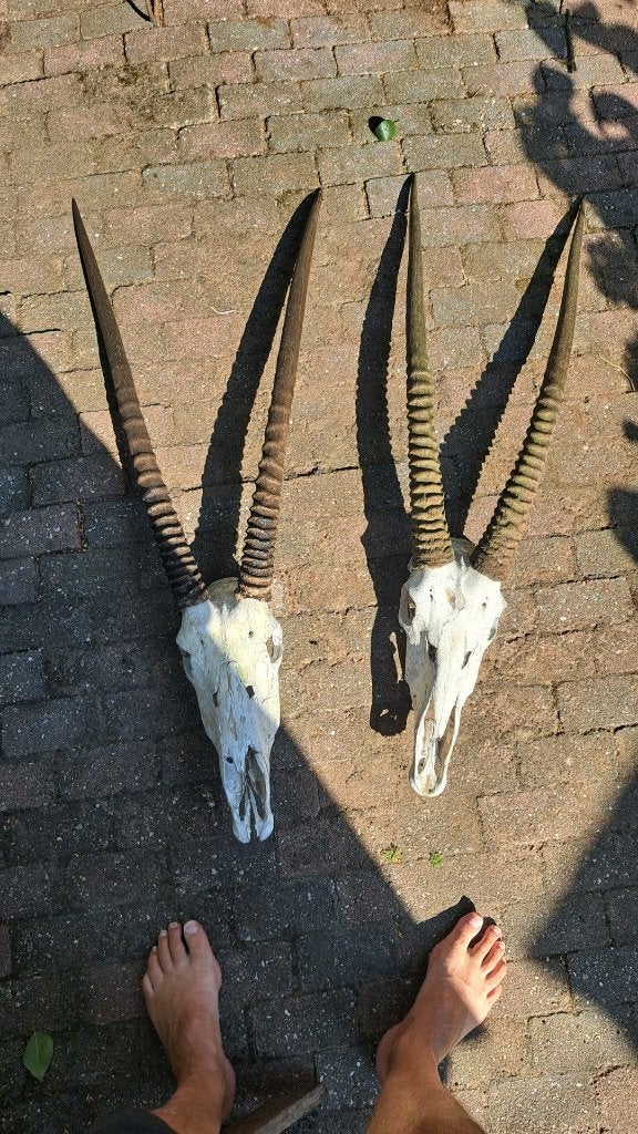 hoorns gewei oryx, Ophalen of Verzenden, Gebruikt, Wild dier, Gewei of Kop