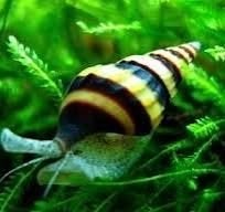 Helena Slakken (Slak etende slak), Dieren en Toebehoren, Vissen | Aquariumvissen, Slak of Weekdier, Zoetwatervis