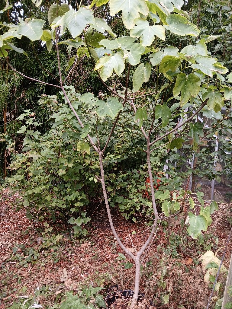 Vijgenboom gratis ophalen of ruilen voor Elstar appelboompje, Ophalen, 100 tot 250 cm, Vijgenboom, Lente