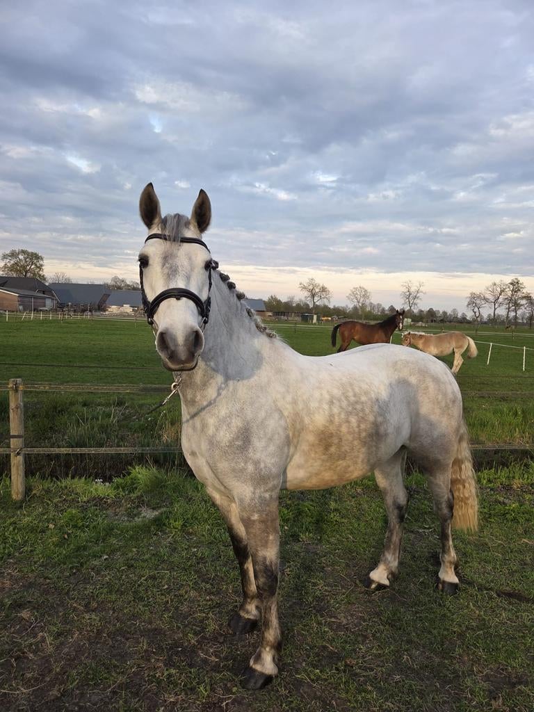 Lieve mooie connemara e pony ruin, Dieren en Toebehoren, Pony's, Ruin, E pony (1.48m - 1.57m), 3 tot 6 jaar, Ingeënt