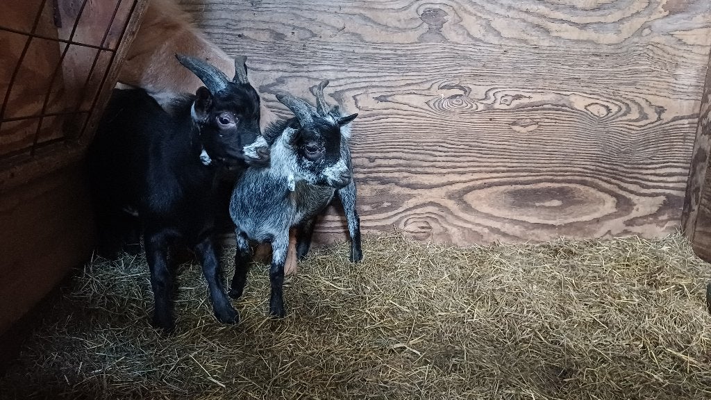 Dwerggeit bok blauwschimmel en zwart, Dieren en Toebehoren, Schapen, Geiten en Varkens, Mannelijk, Geit, 0 tot 2 jaar