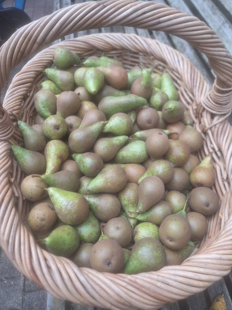 Conferance peren en diverse fruit, Diversen, Ophalen