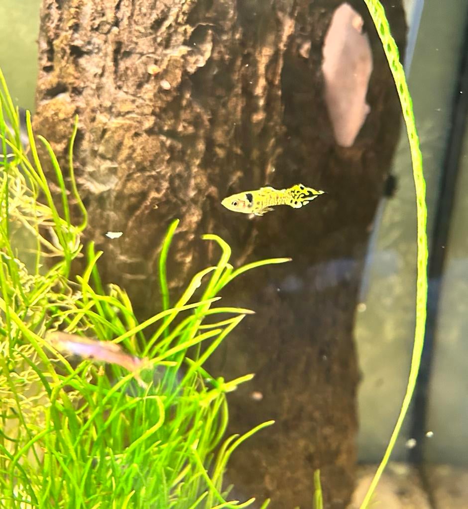 Guppy’s (vooral baby’s), Vis, Zoetwatervis