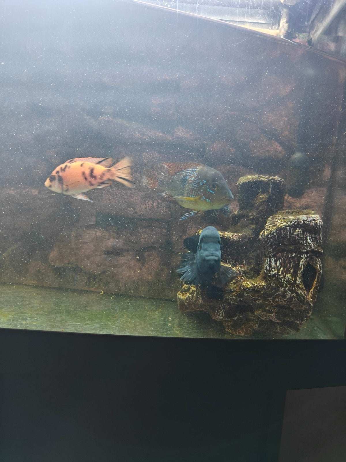 Cichliden, aquarium vissen, Vis