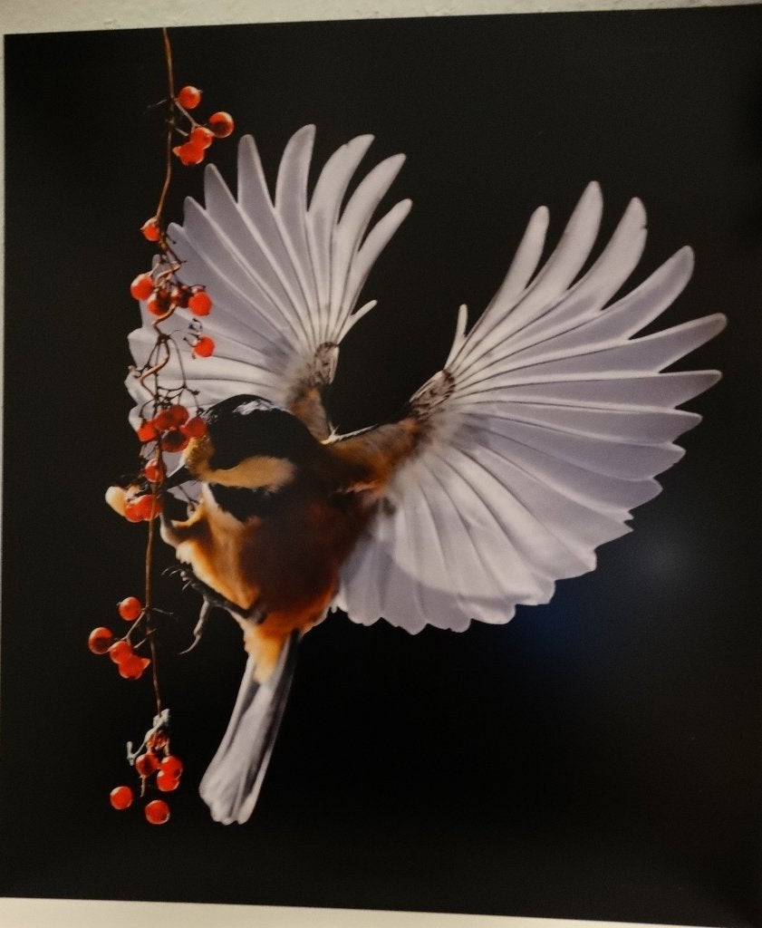 Fotoprint op aluminium dibond b36x h42 + luxe ophangsysteem, Minder dan 50 cm, Ophalen of Verzenden, 5 – 50, Print