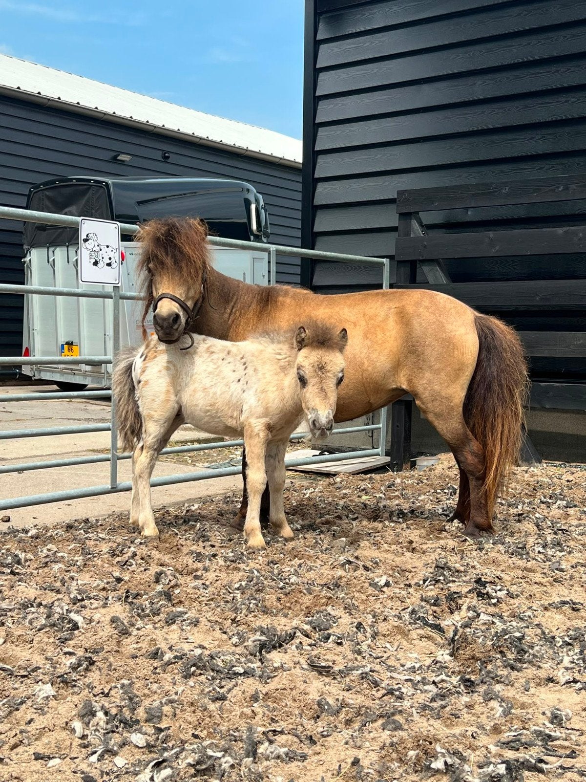 **UNIEK SPAN! NMPRS VALK MERRIE MET APPALOOSA VEULEN**, Dieren en Toebehoren, Merrie, A pony (tot 1.17m), Ontwormd, 0 tot 2 jaar