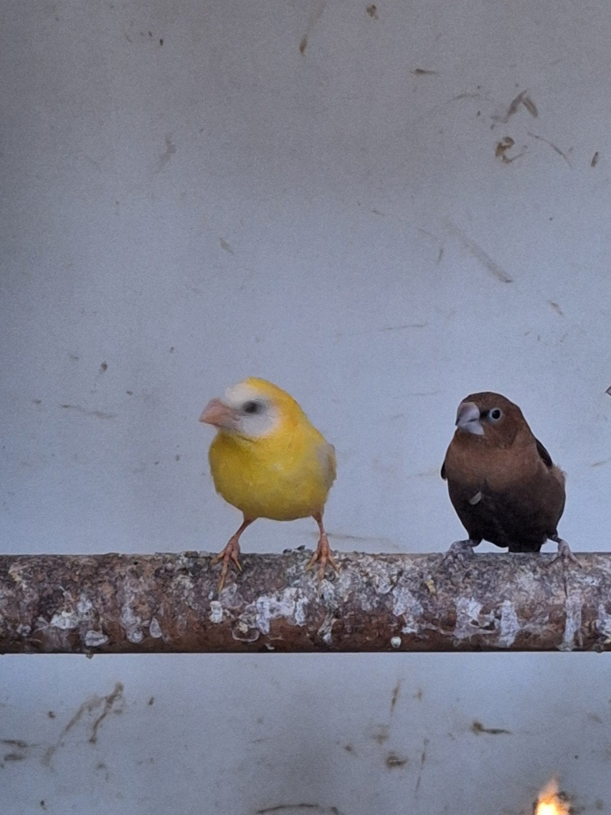 Papagaaiamadines te koop, Dieren en Toebehoren, Vogels | Overige Vogels, Meerdere dieren, Tropenvogel
