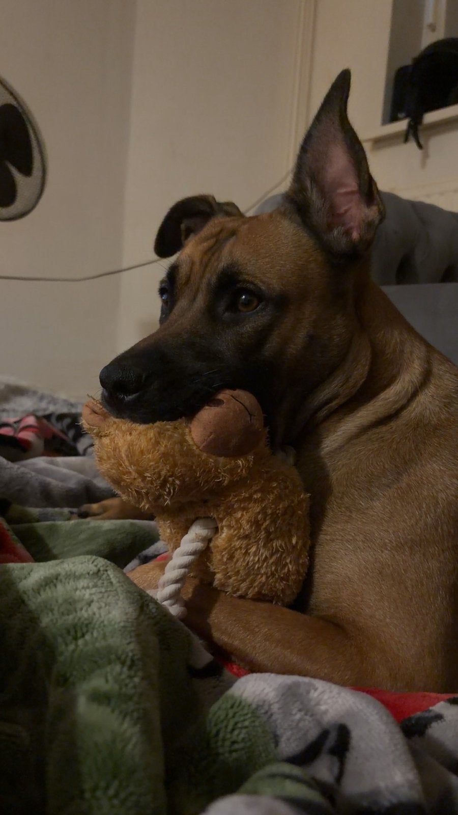 American stafford x mechelse herder teefje te koop, Dieren en Toebehoren, 1 tot 2 jaar, CDV (hondenziekte), Teef, Groot
