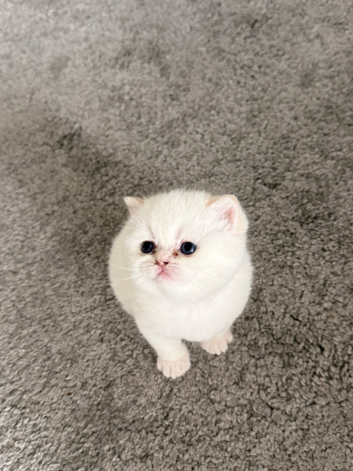British Shorthair cat, Kater