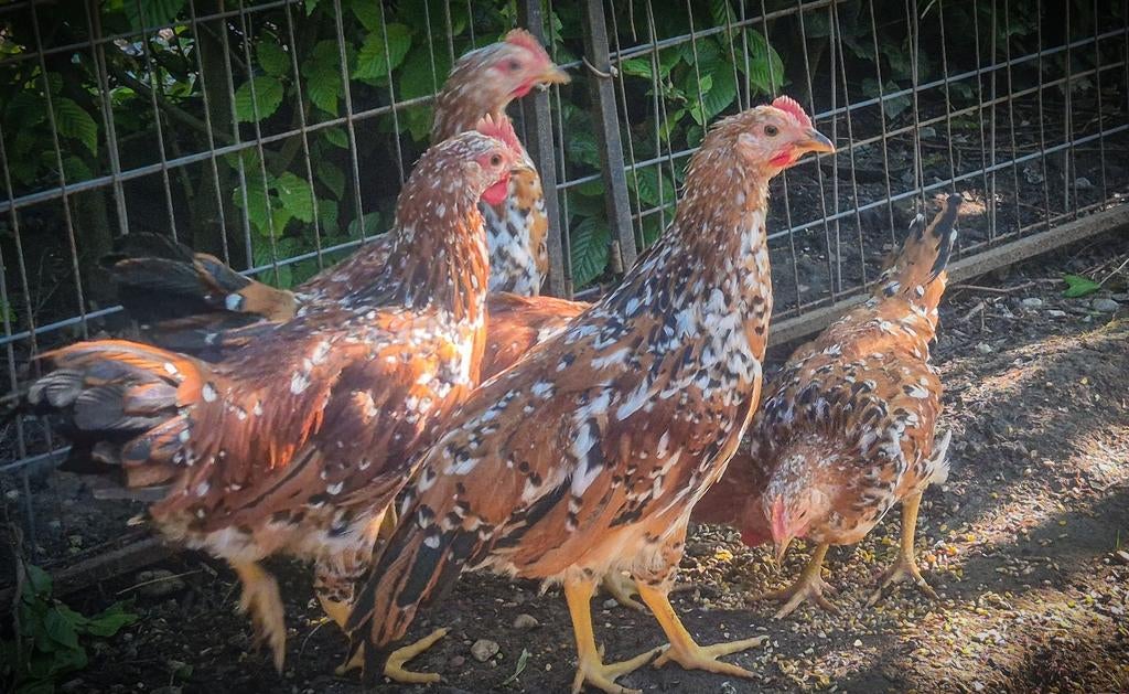 Mooie porselein leghorn hanen te koop!, Dieren en Toebehoren, Pluimvee, Mannelijk, Kip