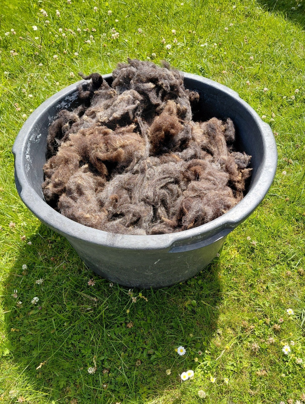 schone Gefermenteerde Texelaar wol natuurlijke en Duurzaam, Hobby en Vrije tijd, Ophalen of Verzenden, Nieuw
