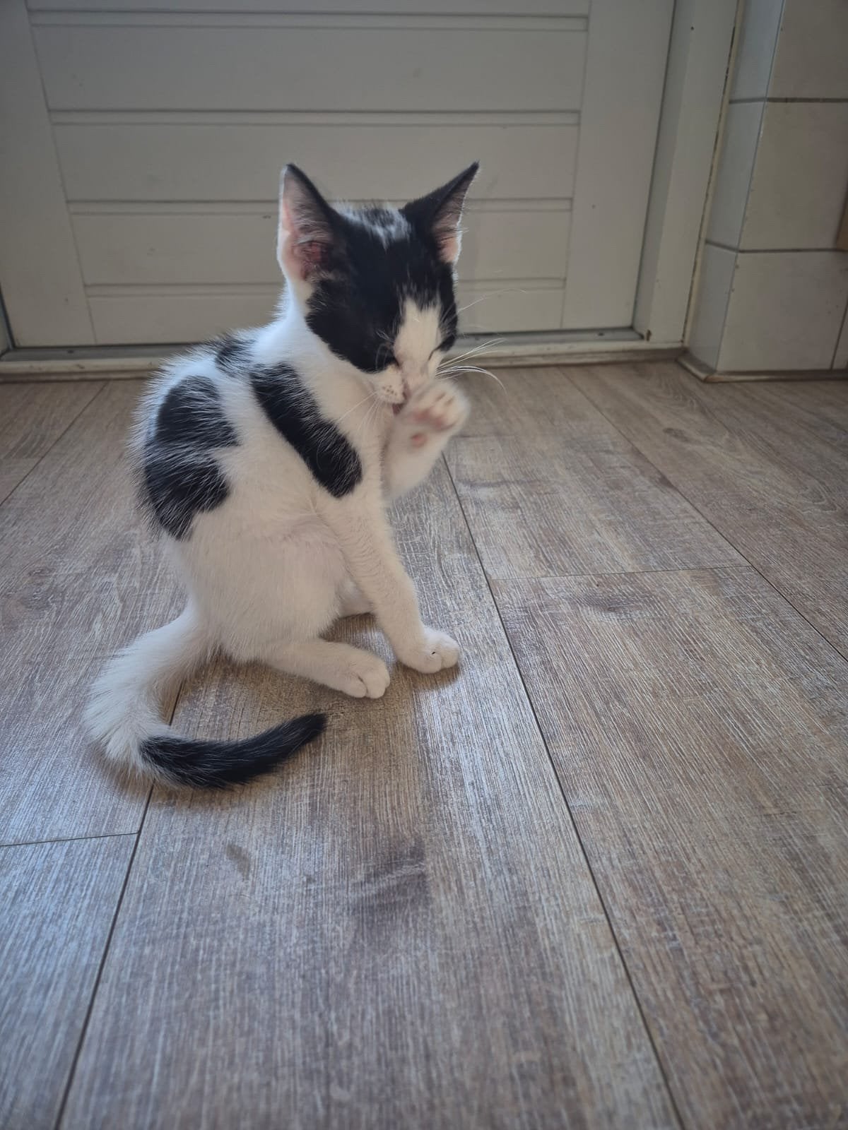 Laatste 3 kittens mogen hun nest verlaten, Dieren en Toebehoren, Meerdere dieren