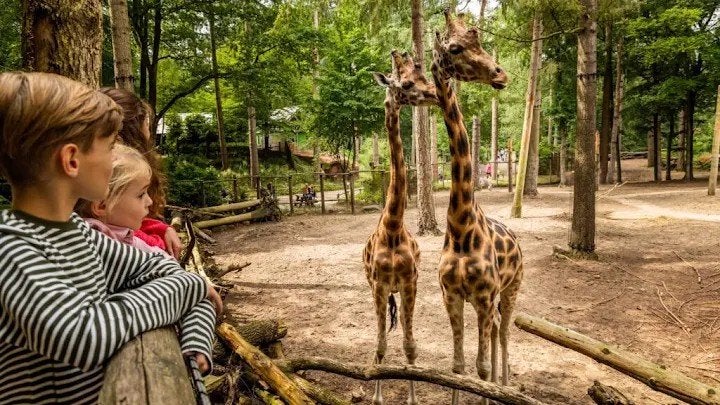 3 kaartjes voor dierenpark Amersfoort, Tickets en Kaartjes, Recreatie | Dierentuinen, Drie personen of meer, Ticket of Toegangskaart