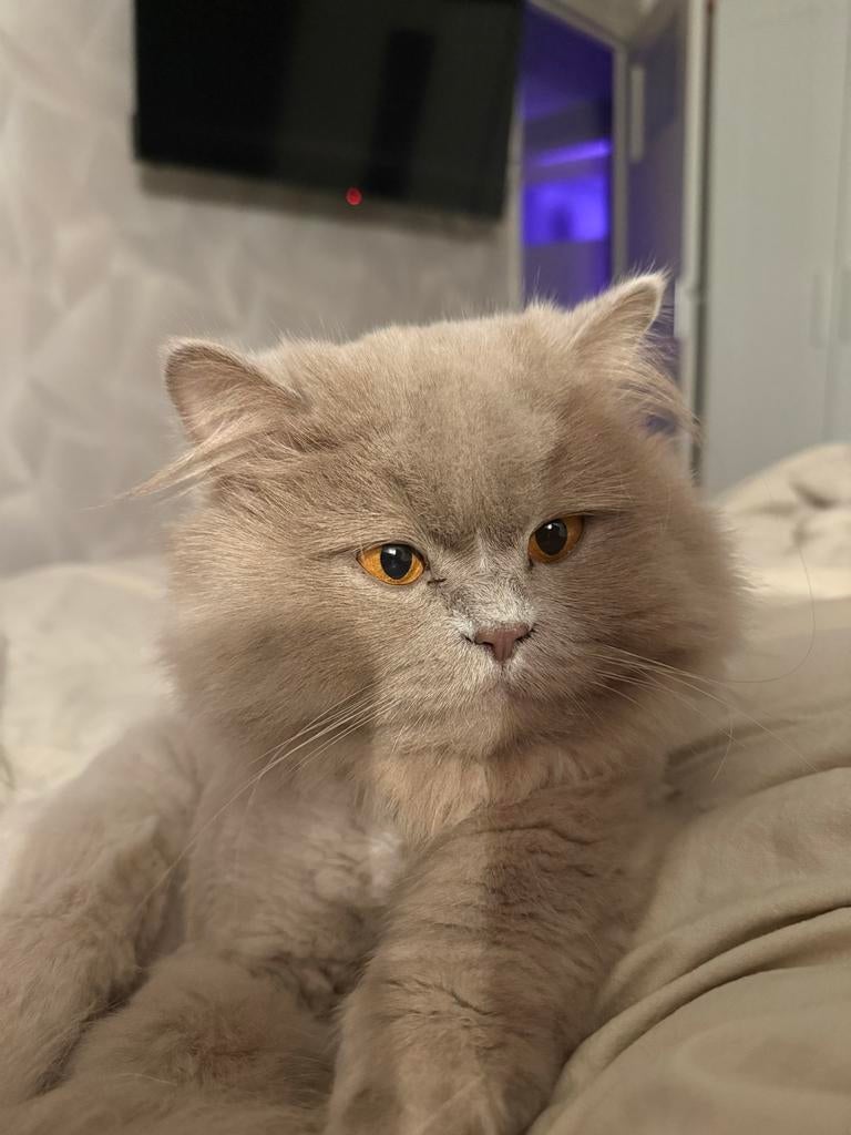 Britse langhaar herplaatser, Kater, 3 tot 5 jaar