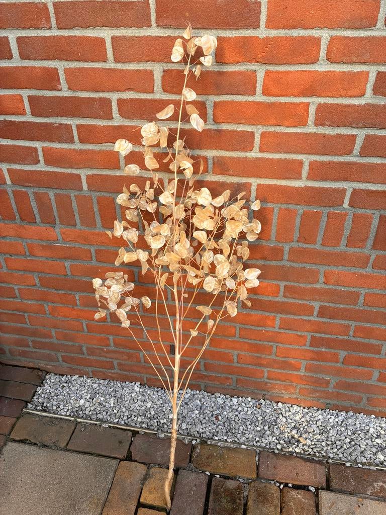 Judaspenning takken voor decoratie, Ophalen, Nieuw