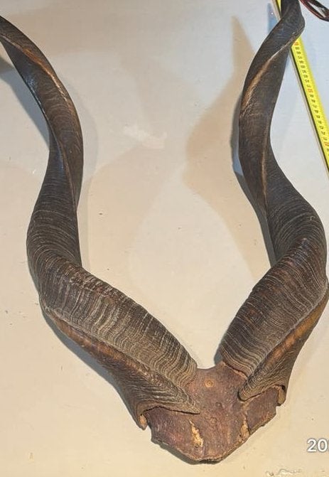 Grote Koedoe (Tragelaphus strepsiceros), Verzamelen, Ophalen of Verzenden, Gebruikt, Overige soorten, Gewei of Kop