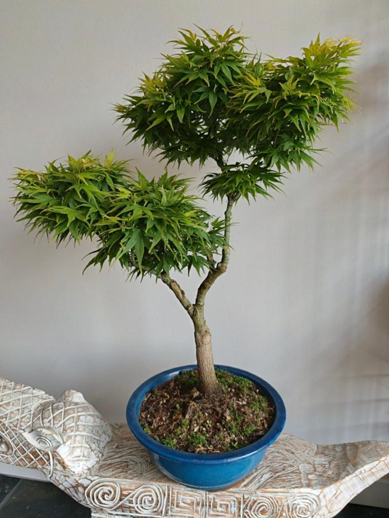 Acer Japanse Esdoorn Palmatum bonsai 70cm, Ophalen, Bloeit niet, Halfschaduw, Overige soorten
