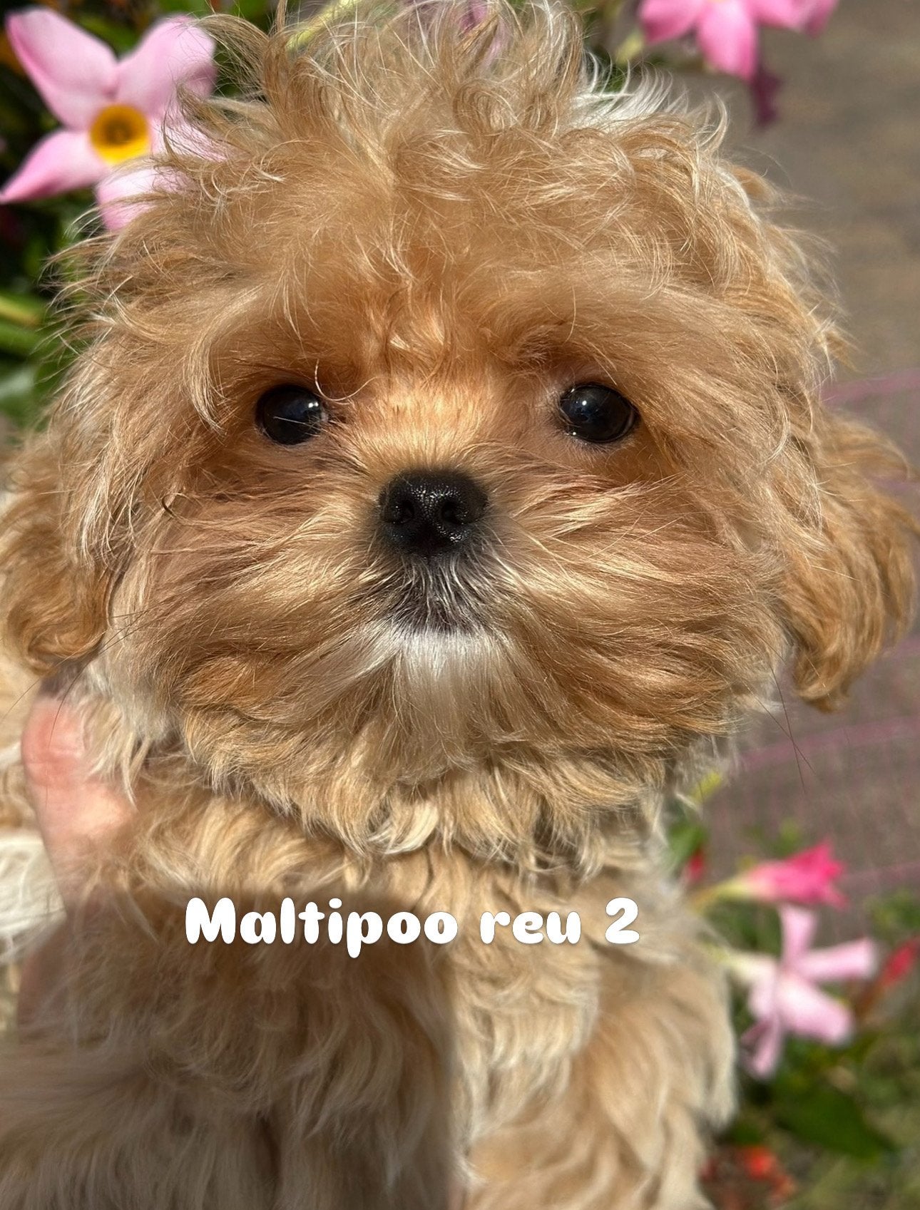 Mini Aziatisch Maltipooe F1 reutjes! TOP kwaliteit!!!, Poedel, Parvo, Nederland, Reu