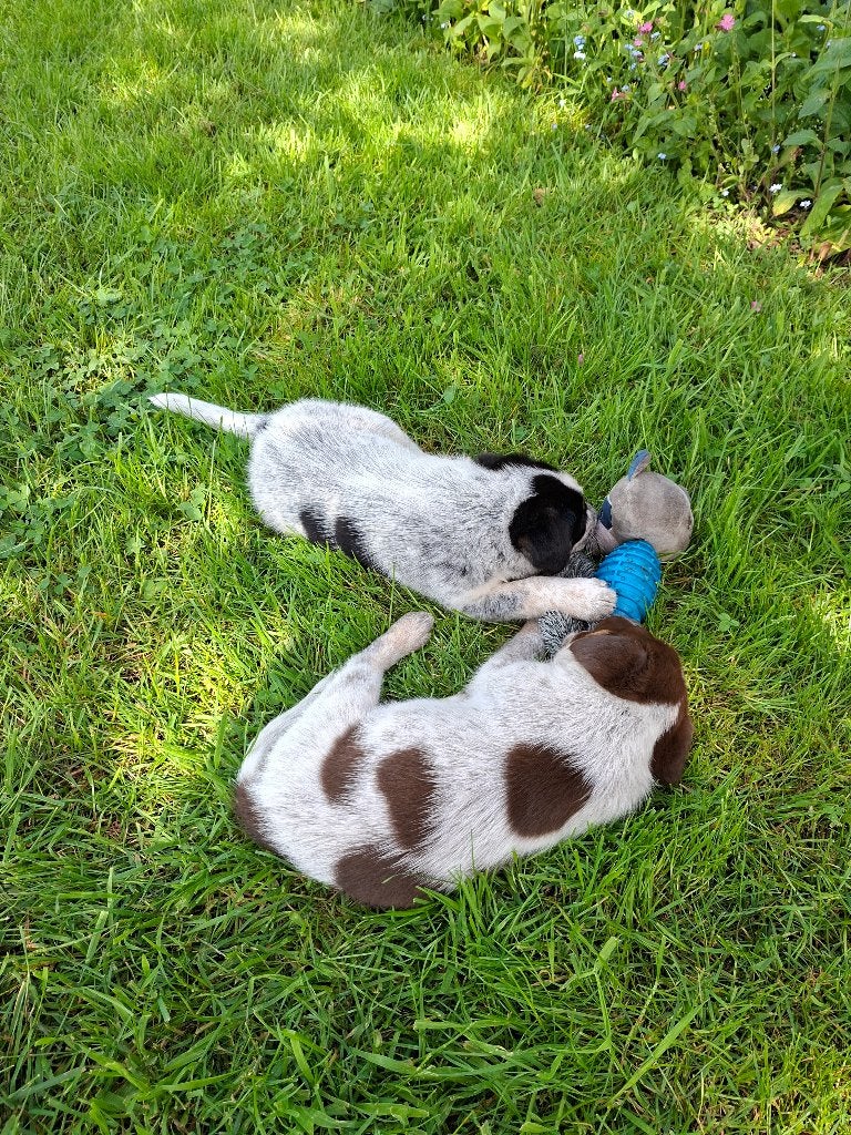 prachtige Border Collie x Austr Cattle Dog/ Labrador puppy's, Dieren en Toebehoren, Parvo, Overige rassen, 8 tot 15 weken, Meerdere