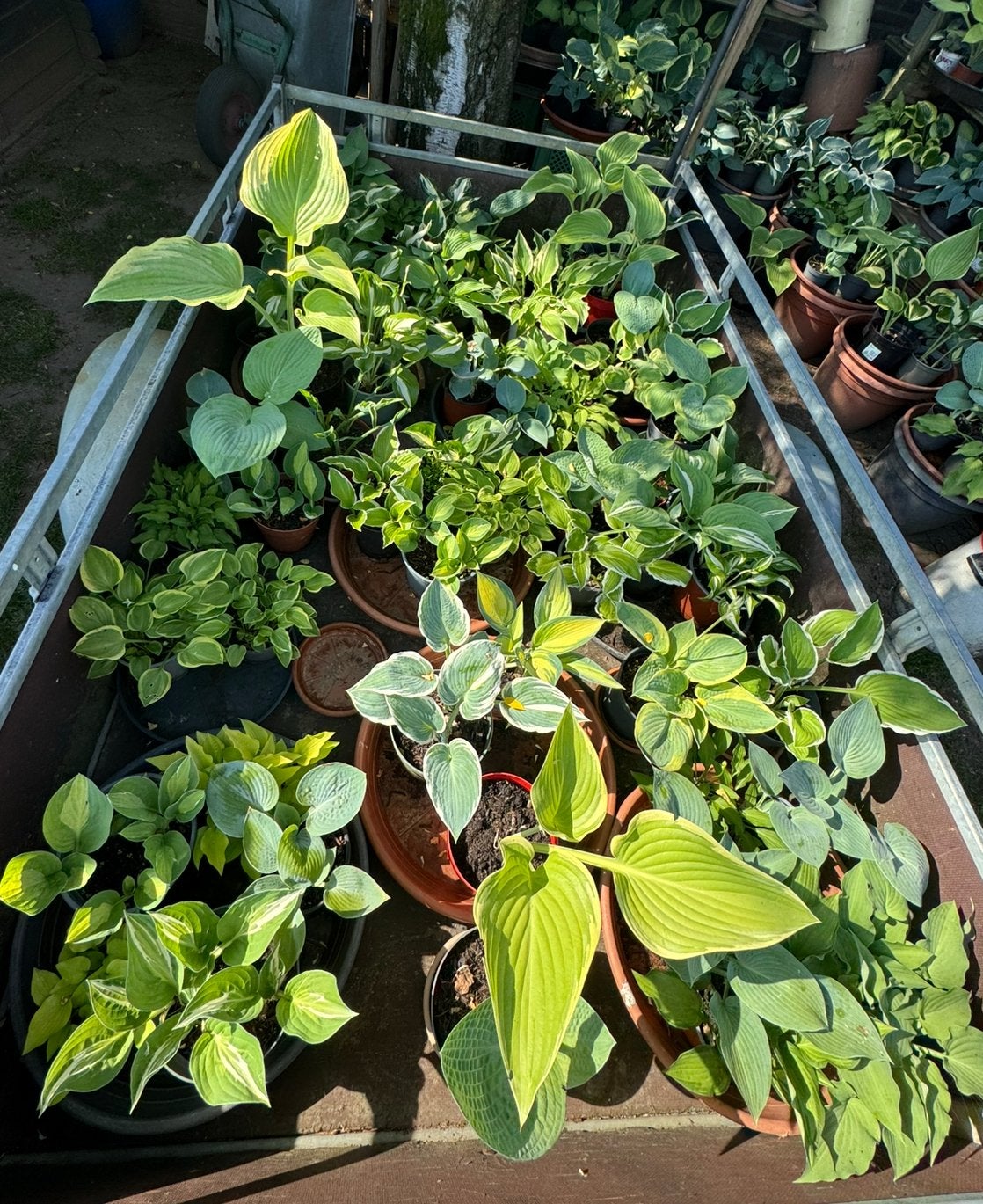 Prachtige Hosta’s te koop – tientallen verschillende soorten, Tuin en Terras, Overige soorten, Vaste plant, Ophalen of Verzenden