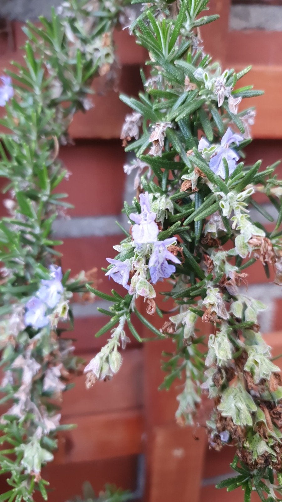 Grote rozemarijn incl bloembak, Tuin en Terras, Planten | Tuinplanten, Ophalen of Verzenden, Overige soorten, Volle zon