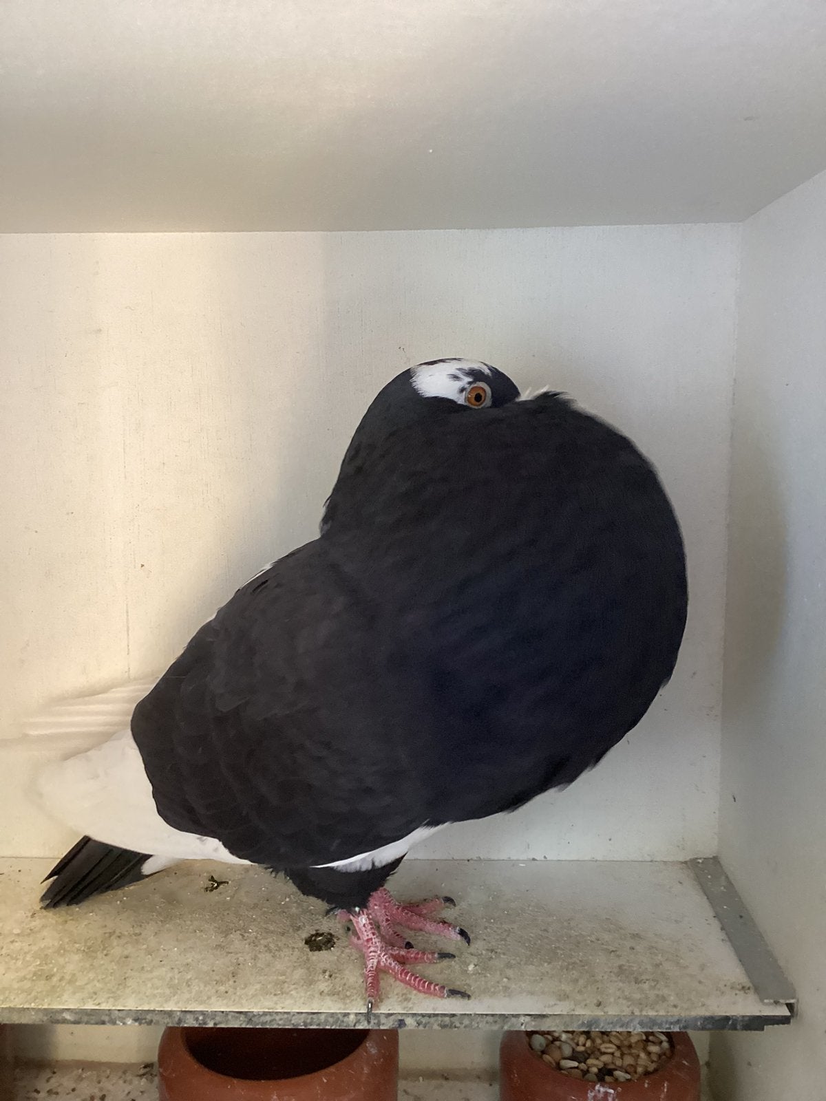 Zwartbonte duif, Dieren en Toebehoren, Vogels | Duiven, Vrouwelijk, Kropper