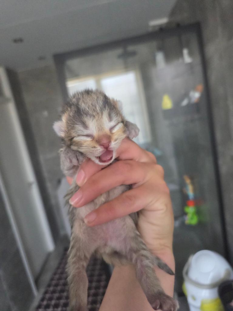 Kruising kittens, Meerdere dieren, Ontwormd