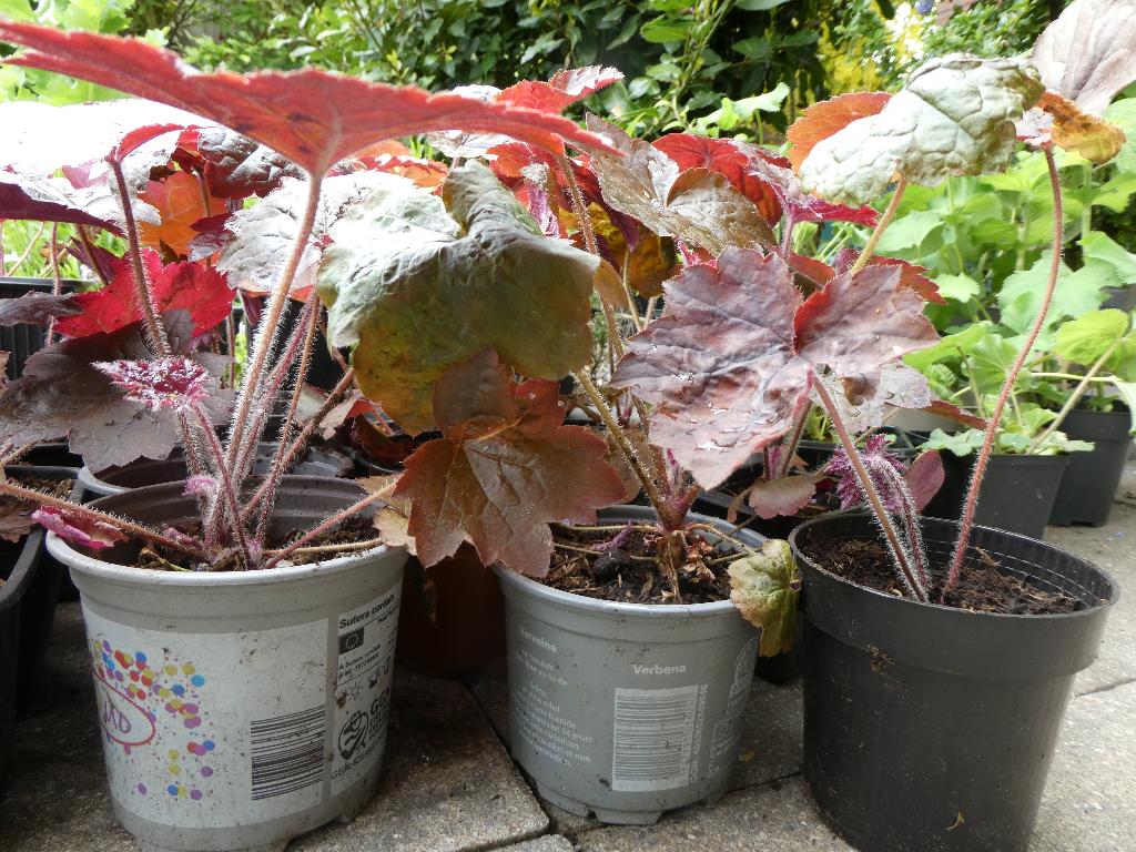 Heuchera 'Palace Purple' vaste plant, prachtig in uw tuin, Tuin en Terras, Volle zon, Vaste plant, Zomer, Ophalen