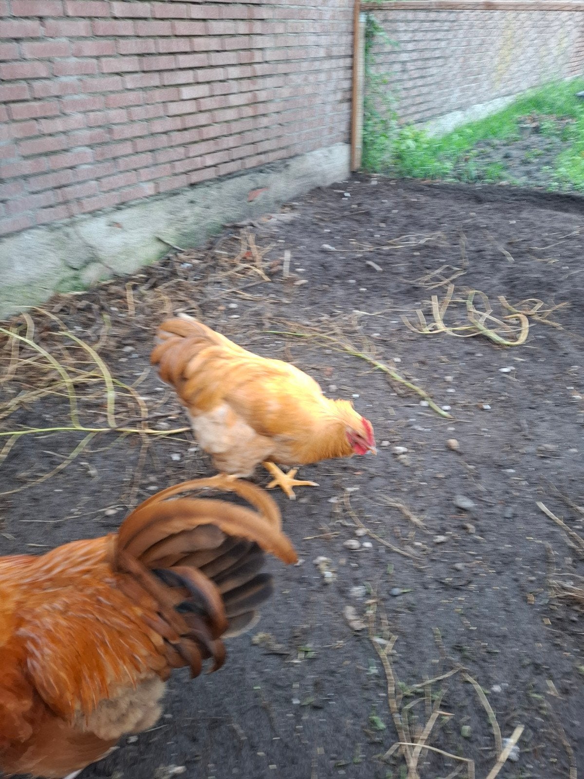 orpington hanen, Mannelijk, Kip