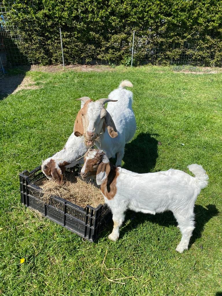 Mooie boergeit met geit en bok lammeren, Meerdere dieren, Geit