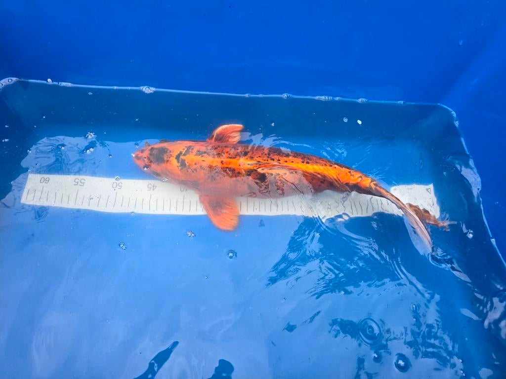 Leuke koi ca 50 cm, Karper of Koi
