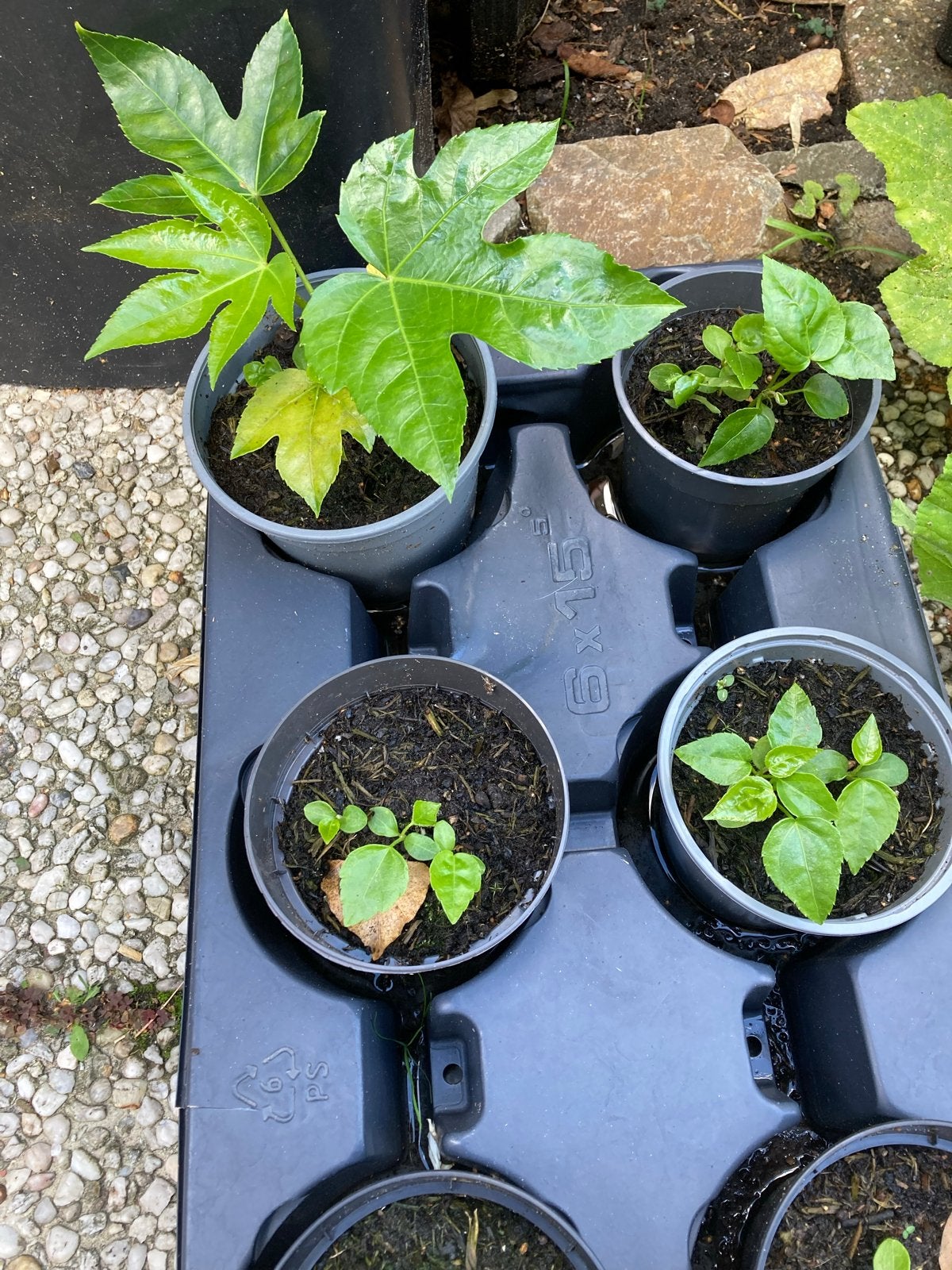 Vingerplant (Fatsia japonica) stekjes en jonge planten, Tuin en Terras, Planten | Tuinplanten, Volle zon, Vaste plant, Bloeit niet