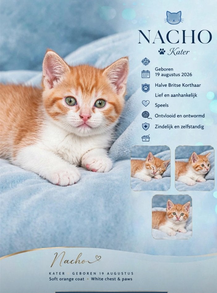 Kittens half brits, Dieren en Toebehoren, Meerdere dieren, Ontwormd, 0 tot 2 jaar