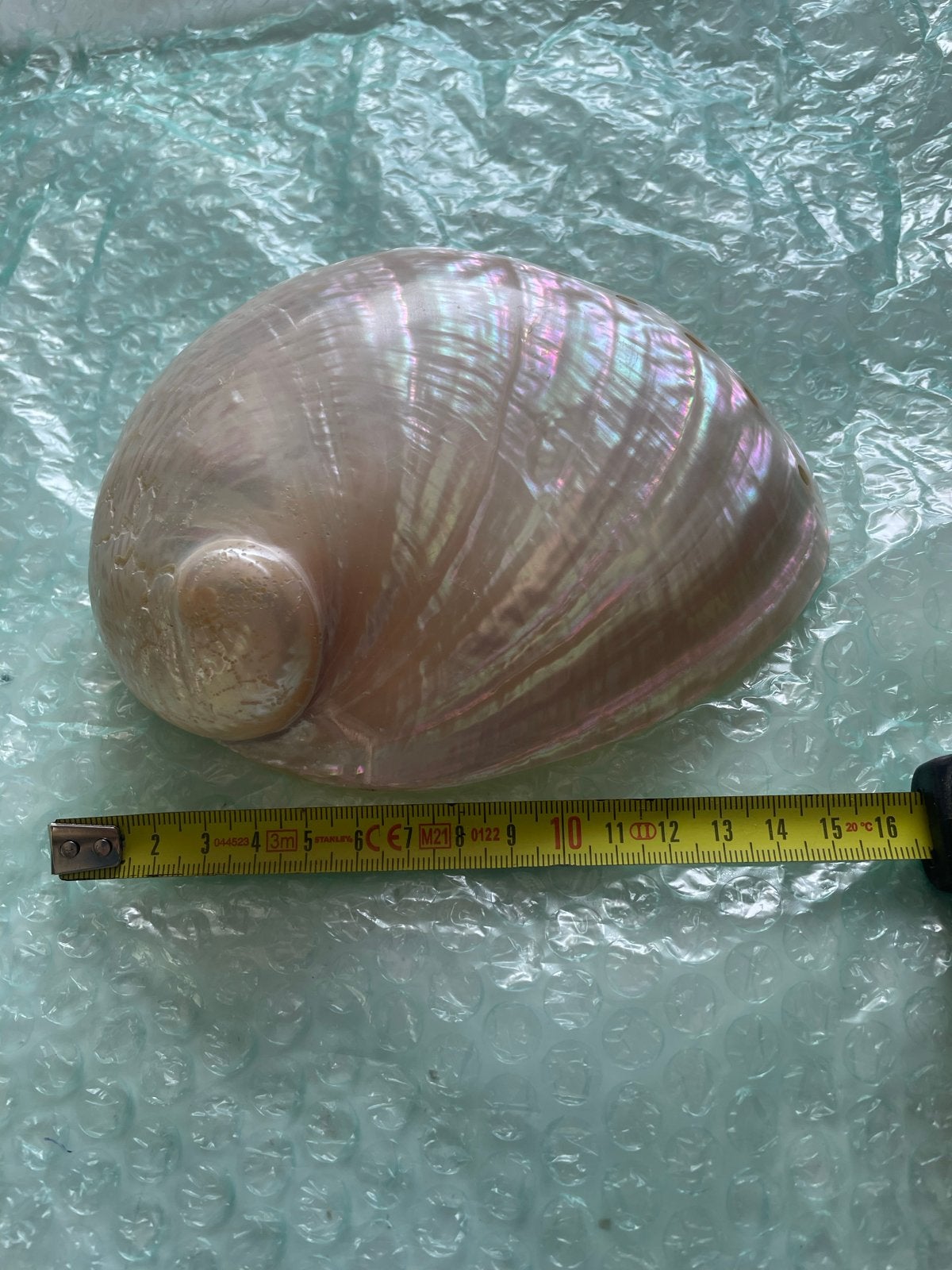 Prachtige Abalone Schelp - Decoratief en Uniek, Verzamelen, Ophalen of Verzenden, Schelp(en)