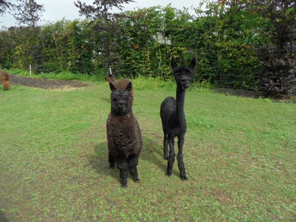 Alpaca hengsten, Dieren en Toebehoren, Overige Dieren, Juni, Mannelijk
