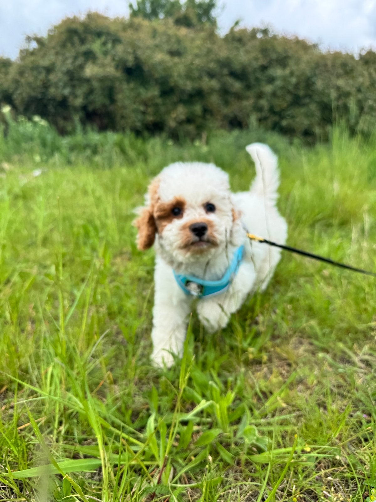 Prachtig en superlief dwergpoedeltje, Dieren en Toebehoren, Honden | Niet-rashonden, Parvo, Nederland, 15 weken tot 1 jaar, Reu