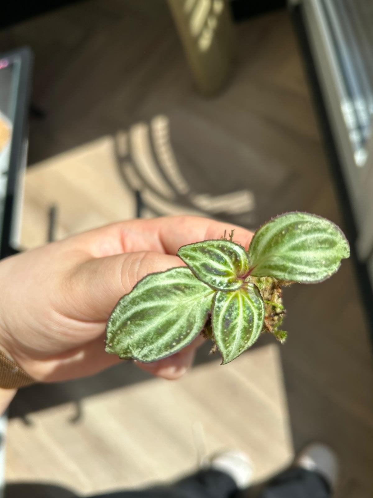 Sonerila sp. ‘Sumatra’ – gewortelde stekjes zeldzaam, Ophalen of Verzenden, Halfschaduw, Minder dan 100 cm