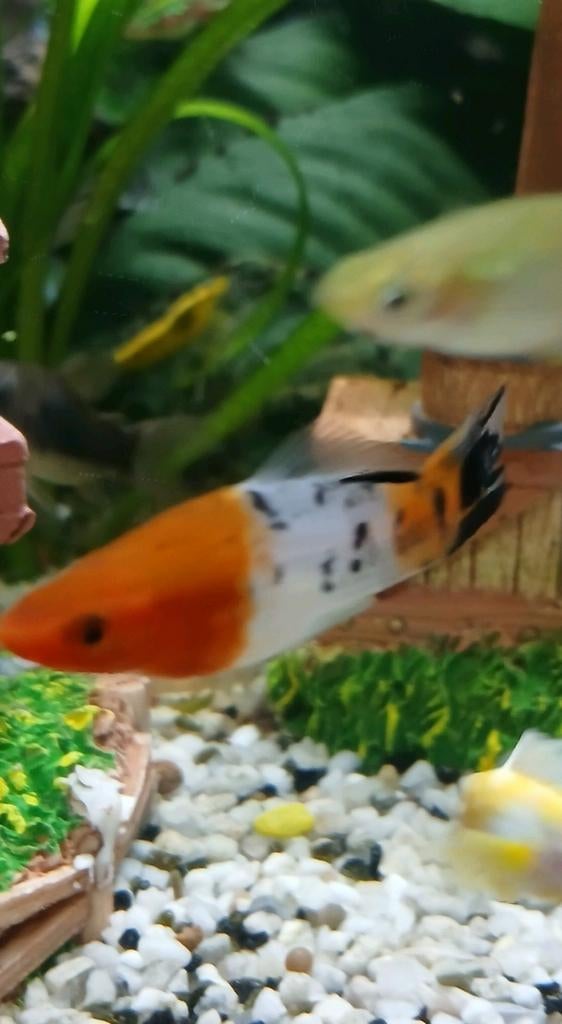 Op zoek, Dieren en Toebehoren, Slak of Weekdier, Zoetwatervis