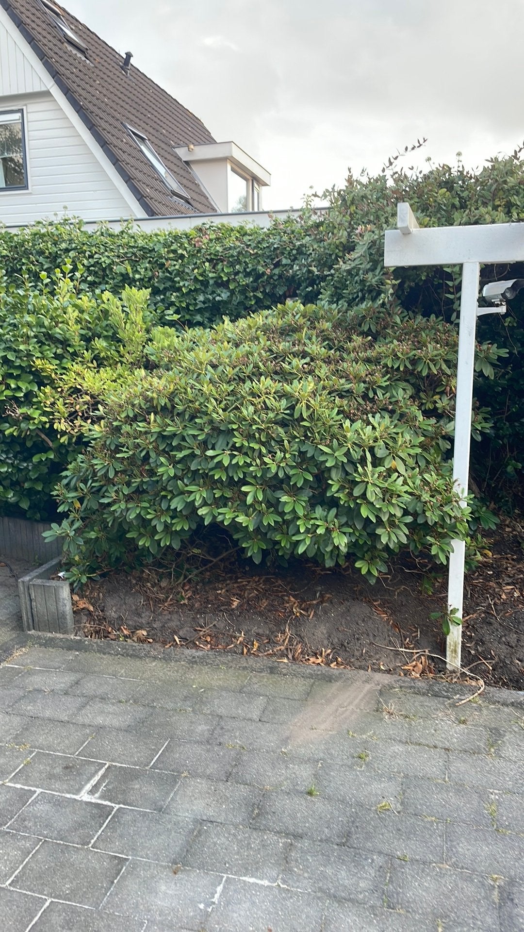 Grote Rhododendron met prachtige roze bloemen, Vaste plant, Halfschaduw, Lente, Ophalen