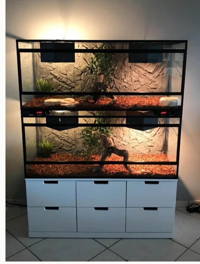 Boa constrictor met terrarium, Dieren en Toebehoren, Reptielen en Amfibieën, Slang, Met terrarium, 3 tot 6 jaar