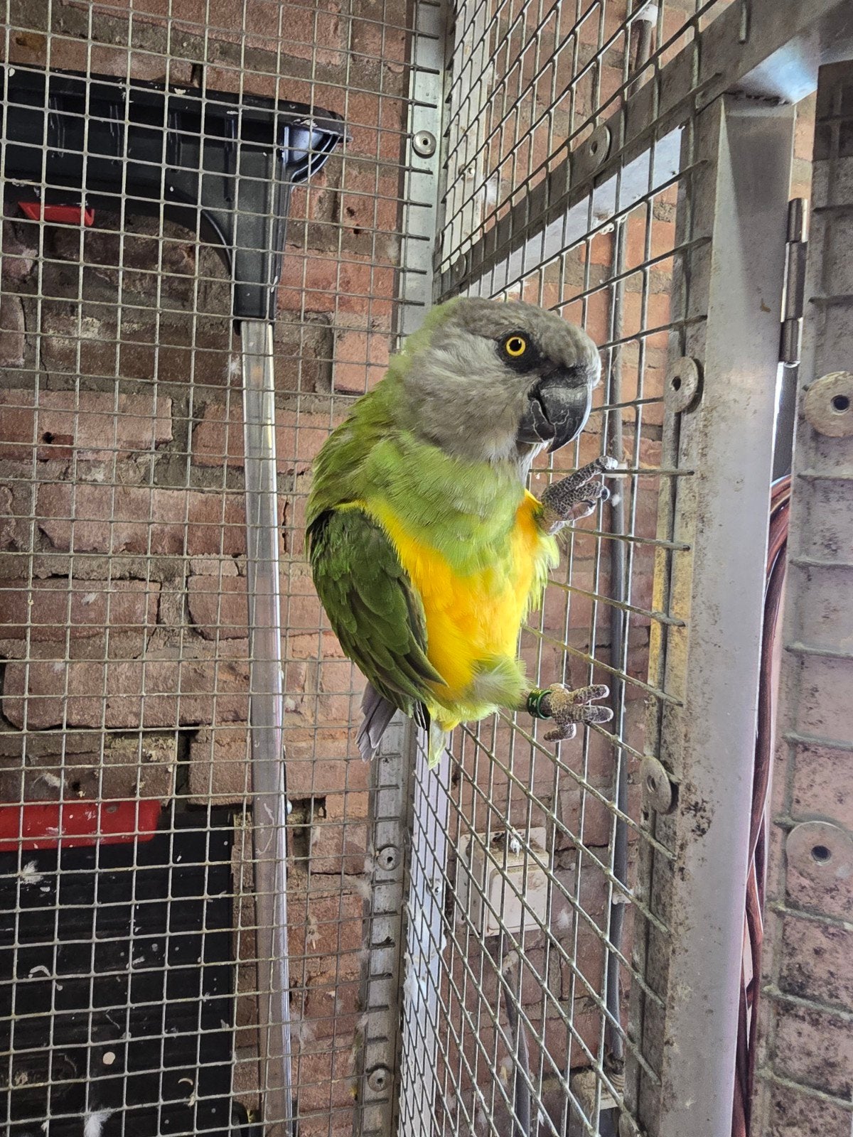 Prachtige bonte boer pop. Tam., Dieren en Toebehoren, Vogels | Parkieten en Papegaaien, Vrouwelijk, Papegaai, Geringd