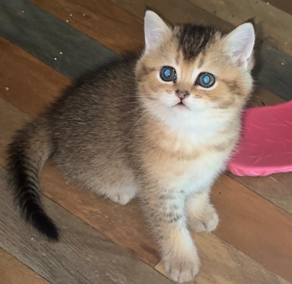 Britse korthaar kittens, Dieren en Toebehoren, Katten en Kittens | Raskatten | Korthaar, Meerdere dieren