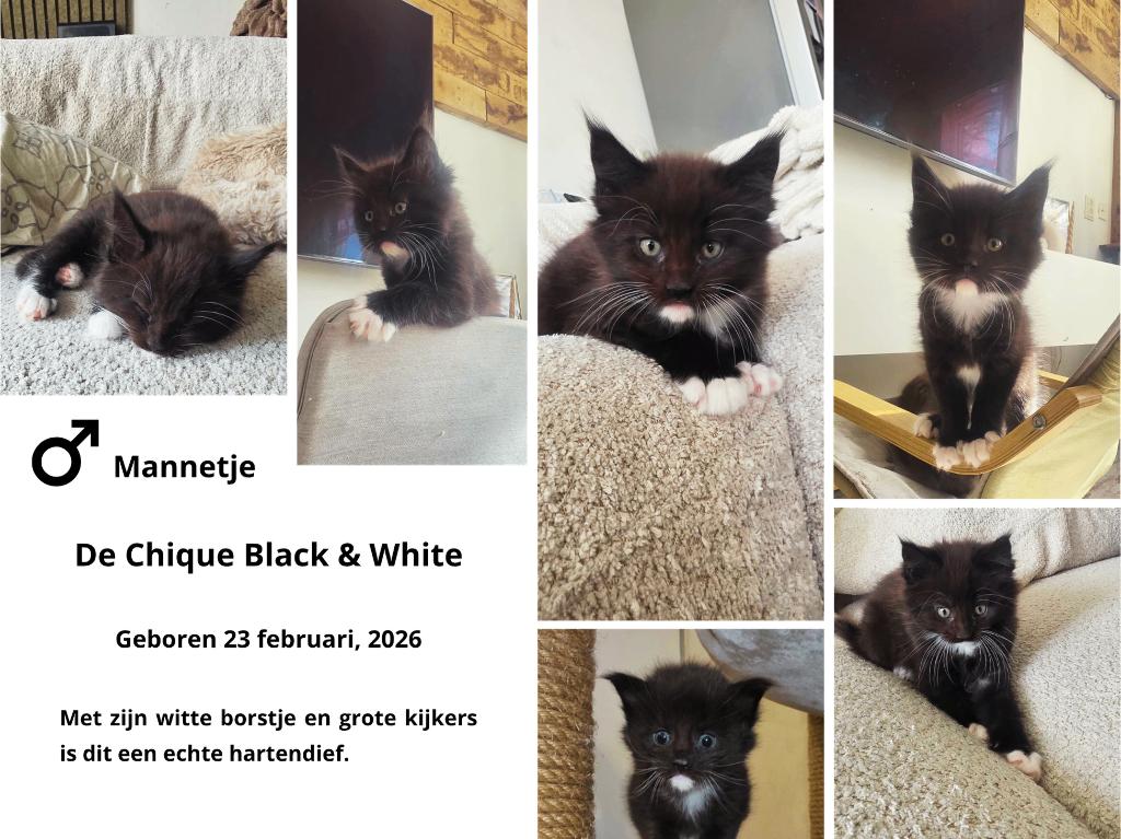 Prachtige Maine Coon Katertje – Laatste Beschikbaar, Dieren en Toebehoren, Katten en Kittens | Raskatten | Langhaar, Meerdere dieren