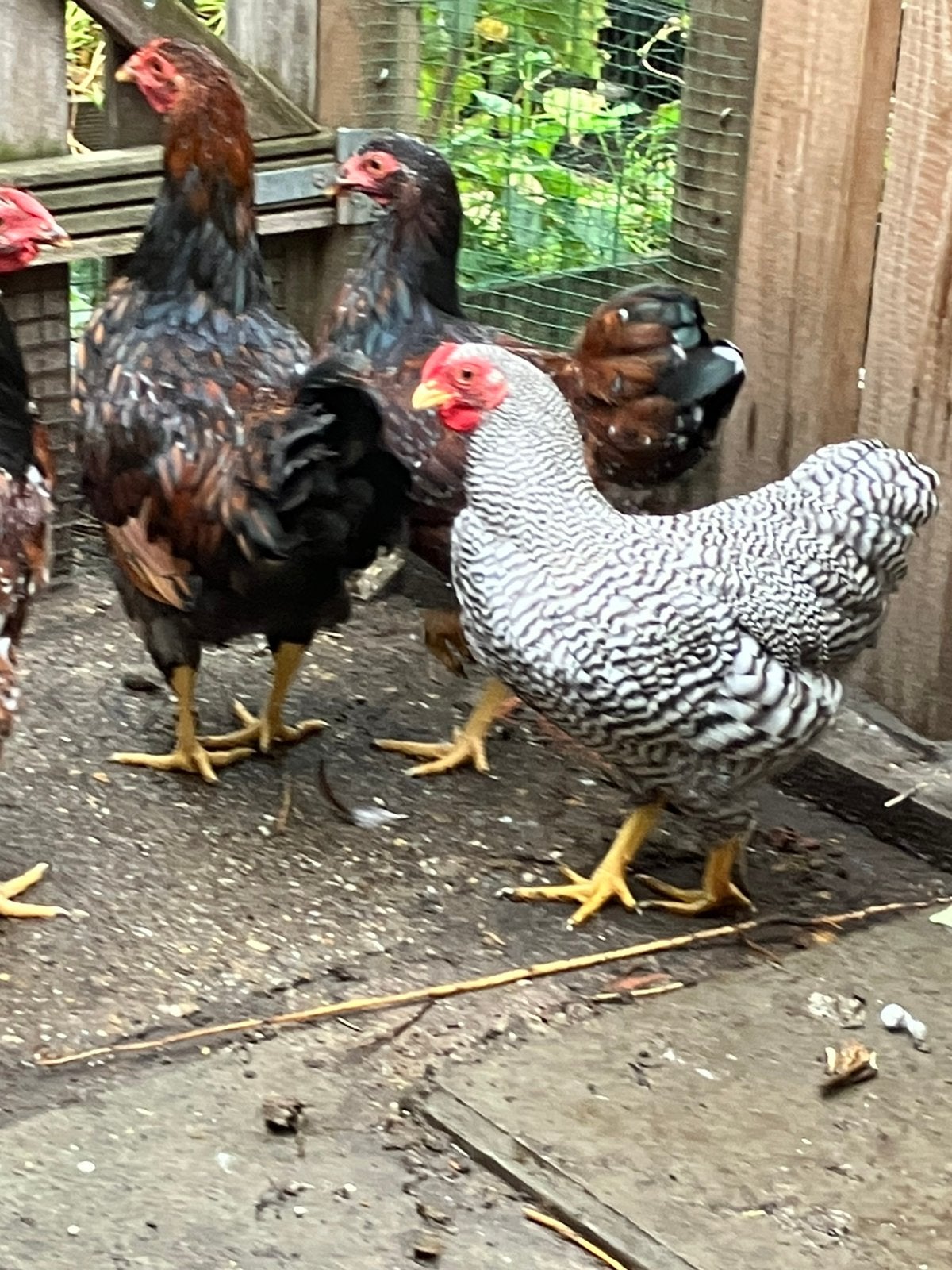 Wyandotte kriel haan, Dieren en Toebehoren, Pluimvee, Mannelijk, Kip