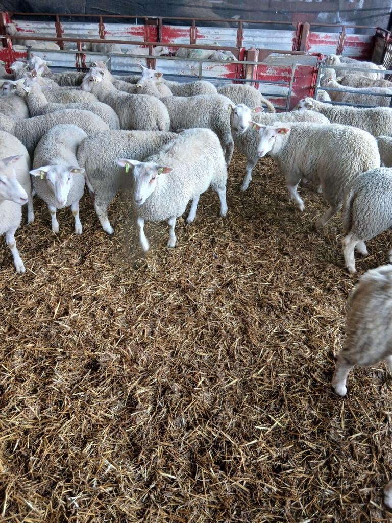 Fokooien, Dieren en Toebehoren, Vrouwelijk, Schaap